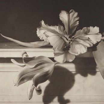 A cover of "playlist covers" cluster. The owner is o0naledi0o. The cluster consists of 13 elements.