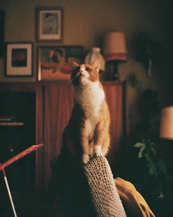 A cover of "abend" cluster. The owner is bigboytomson. The cluster consists of 32 elements.