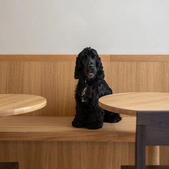 A cover of "Doggos" cluster. The owner is stallboerger. The cluster consists of 443 elements. 3 create it.