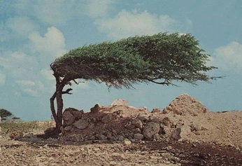 A cover of "surrealism" cluster. The owner is beccaallie. The cluster consists of 5 elements.