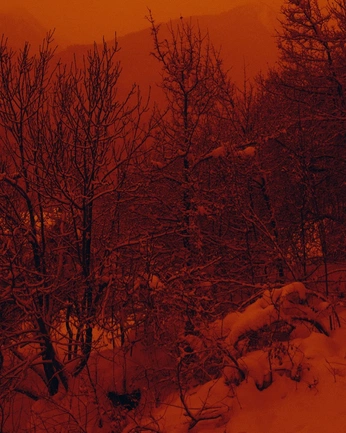 A cover of "flora" cluster. The owner is ursularrt. The cluster consists of 14 elements.