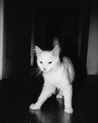 A cover of "cats" cluster. The owner is tokyoseoullondon. The cluster consists of 4 elements.