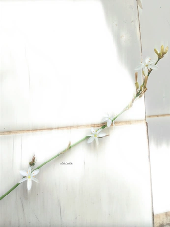 A cover of "Nature" cluster. The owner is ayeshaashraf. The cluster consists of 3 elements.