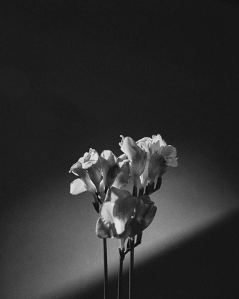 A cover of "flowers" cluster. The owner is sophiameek. The cluster consists of 1 element.