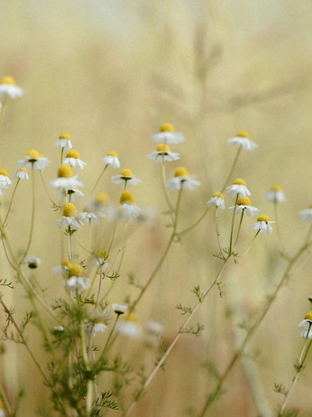 A cover of "plants" cluster. The owner is crismengual. The cluster consists of 21 elements.