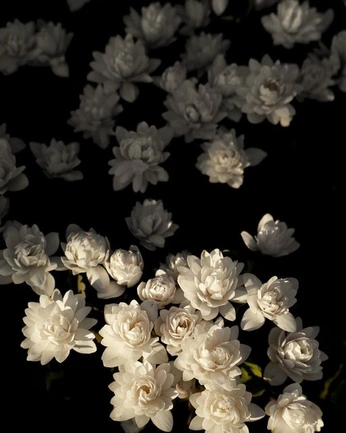 A cover of "Flowers" cluster. The owner is jmemare. The cluster consists of 2 elements.