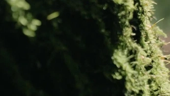 A cover of "Film" cluster. The owner is maximenugues. The cluster consists of 4 elements.