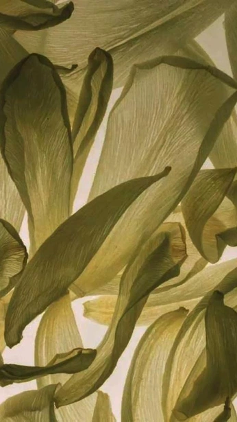 A cover of "Algensnack" cluster. The owner is lenacee. The cluster consists of 12 elements.