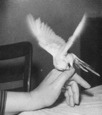 A cover of "obsession no.0325" cluster. The owner is vonmerr. The cluster consists of 80 elements.