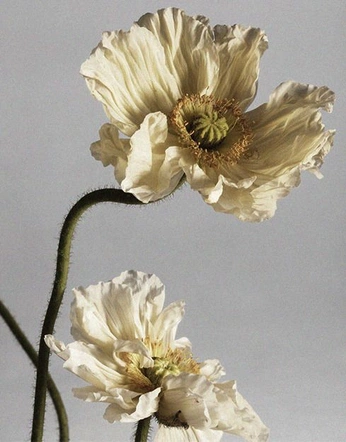 A cover of "flowers ref" cluster. The owner is juniper02. The cluster consists of 1 element.