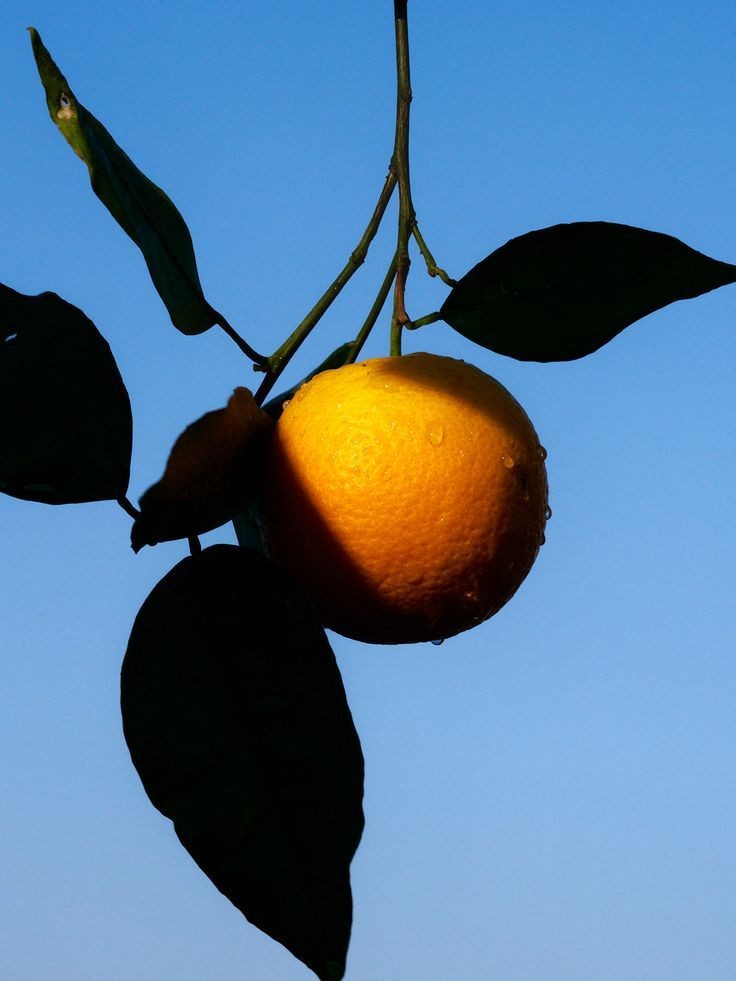 Citrus Romantic