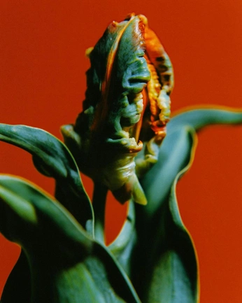 A cover of "Pikpik" cluster. The owner is clearbaby. The cluster consists of 9 elements.