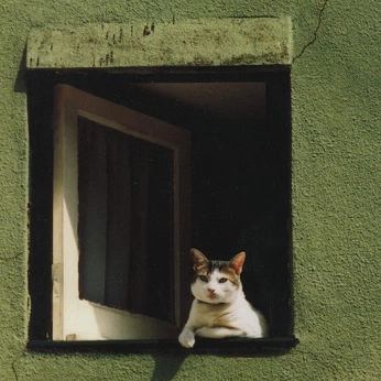 A cover of "cats" cluster. The owner is rodrigo.rosales. The cluster consists of 28 elements.