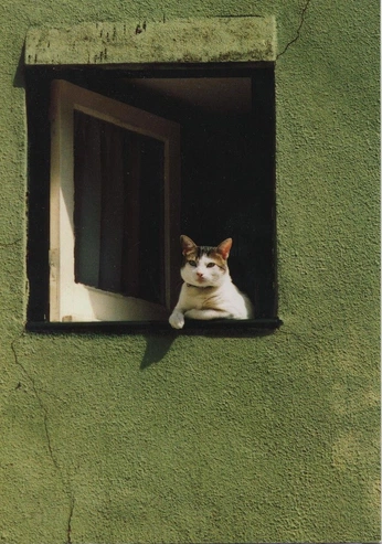 A cover of "Grass green" cluster. The owner is smileynyoom. The cluster consists of 20 elements.