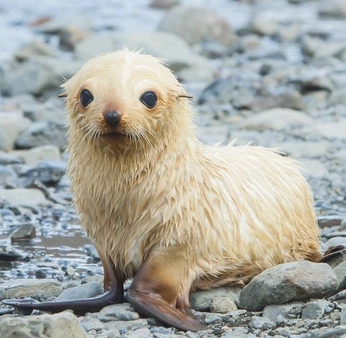 A cover of "LIFE" cluster. The owner is jess. The cluster consists of 28 elements.