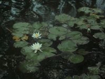 A cover of "TBHK" cluster. The owner is phoe.thefoe. The cluster consists of 271 elements.