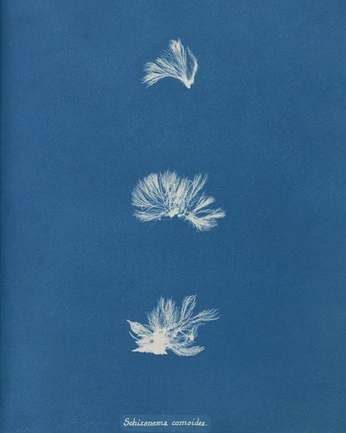 A cover of "Blue 🌀🌀" cluster. The owner is ephemeralnat. The cluster consists of 2 elements.