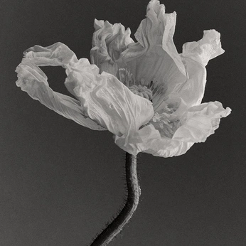 A cover of "𓆸 kwiaty" cluster. The owner is vortice. The cluster consists of 63 elements.