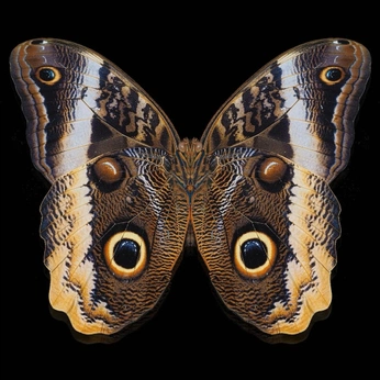 A cover of "Elementos" cluster. The owner is pezordinario. The cluster consists of 1 element.