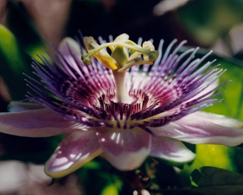 A cover of "Giu" cluster. The owner is isa.coca. The cluster consists of 1 element.