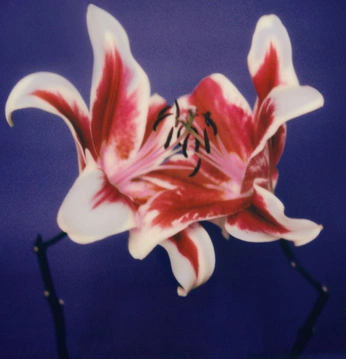 A cover of "EightyTwo" cluster. The owner is ggkate. The cluster consists of 525 elements.