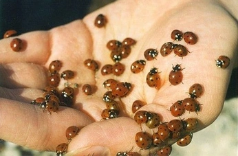 A cover of "vibes" cluster. The owner is yourfavebri. The cluster consists of 23 elements.