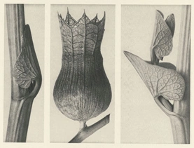 Karl Blossfeldt’s Urformen der Kunst (1928)