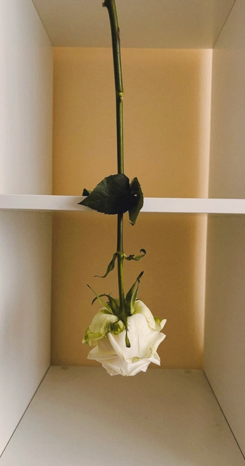 A cover of "Fl:3wer" cluster. The owner is mara628. The cluster consists of 6 elements.