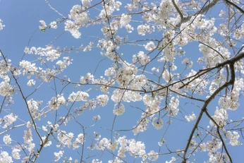 A cover of "Spring Beauty" cluster. The owner is joshua.daniel. The cluster consists of 59 elements.