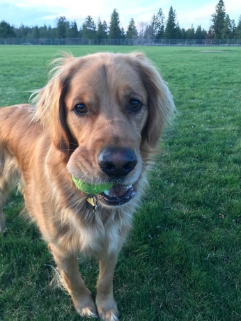 A cover of "Dogs" cluster. The owner is annie. The cluster consists of 174 elements.