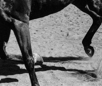 A cover of "Cavalos" cluster. The owner is la.depaula. The cluster consists of 7 elements.