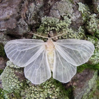 A cover of "Spring Altar Vessels" cluster. The owner is breenalouise. The cluster consists of 9 elements.