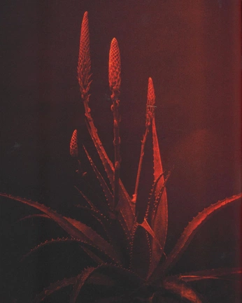 A cover of "RED" cluster. The owner is 8ishtar. The cluster consists of 2 elements.