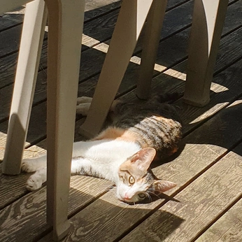 A cover of "mi vida" cluster. The owner is sirinh. The cluster consists of 17 elements.