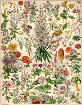 A cover of "Florals, for spring??" cluster. The owner is seaweed123. The cluster consists of 5 elements.