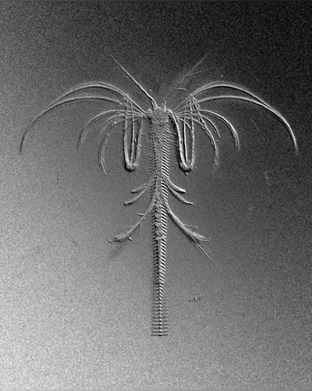 A cover of "Noir" cluster. The owner is soychunks. The cluster consists of 36 elements.