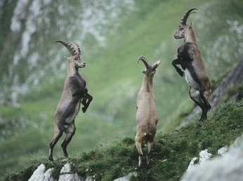 A cover of "Fauna" cluster. The owner is fiercefox. The cluster consists of 32 elements.