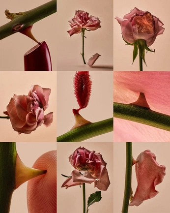 A cover of "leaf co" cluster. The owner is aslikilbuker. The cluster consists of 11 elements.