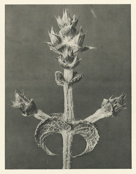 Karl Blossfeldt’s Urformen der Kunst (1928)