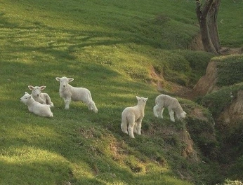 A cover of "ཐི༑✟⃨⃛༑ཋྀ Nature ♬" cluster. The owner is vurcury. The cluster consists of 3 elements.