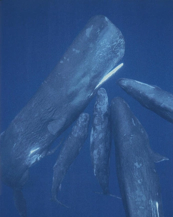 A cover of "Naturaleza" cluster. The owner is kevinzaouali. The cluster consists of 56 elements.