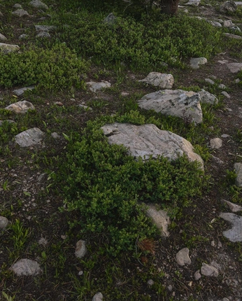 A cover of "Nature" cluster. The owner is kesia. The cluster consists of 10 elements.