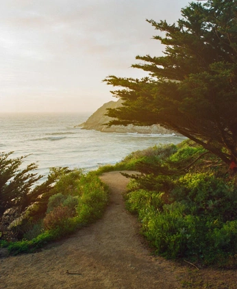 A cover of "mudbird foliage" cluster. The owner is smntha. The cluster consists of 4 elements.