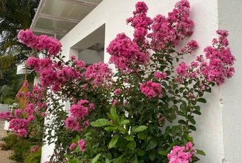 A cover of "aesthetic" cluster. The owner is amri16. The cluster consists of 36 elements.