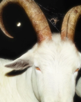 A cover of "capricorn season" cluster. The owner is isbly. The cluster consists of 12 elements.