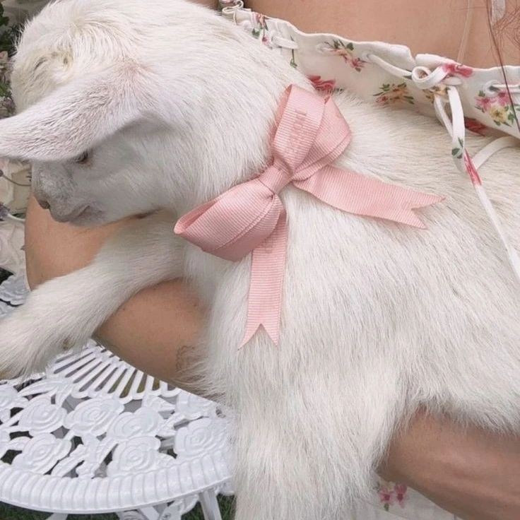 pink algorithm