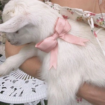 A cover of "animals" cluster. The owner is juniper02. The cluster consists of 36 elements.