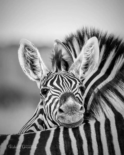 An Instagram  post added by annie on Dec 02, 2023. The author is @featured_wildlife. May present: baby zebra, grévy's zebra, burchell's zebra, zebra, head.