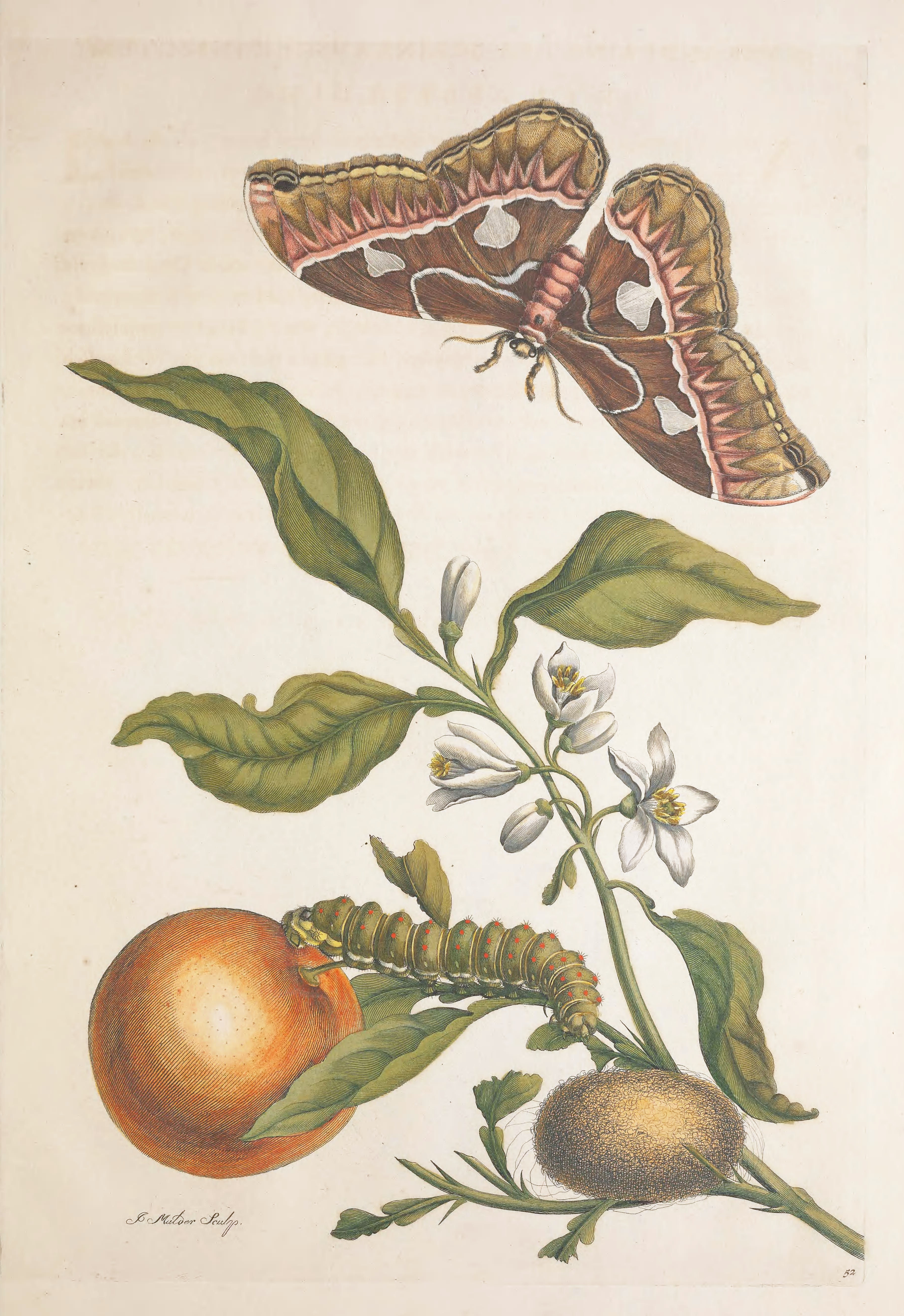 An image added by cosmos on Jul 11, 2024. May present: merian maria surinam original, metamorphosis insectorum surinamensium, suriname, insects of surinam, insects.