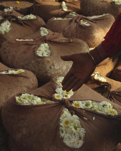 An image uploaded by cosmos on Aug 23, 2023. May present: organism, petal, terrestrial plant, spring.